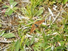 Euphydryas aurinia