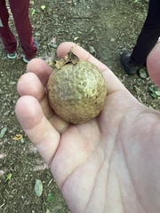 Amphibolips