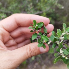 Malacomeles denticulata