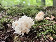 Ramaria