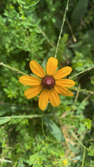 Rudbeckia hirta