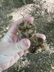 Amphibolips