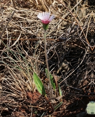 Gerbera viridifolia