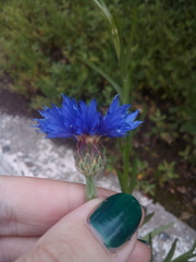 Centaurea cyanus