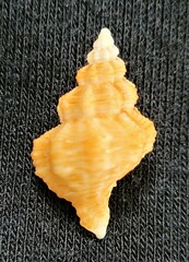 Hesperisternia multangulus