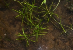 Callitriche hamulata