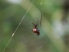 Argyrodes argyrodes