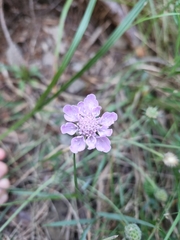 Dipsacoideae