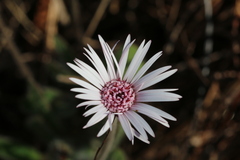 Gerbera viridifolia