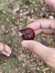 Amphibolips quercusjuglans