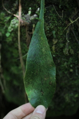 Antrophyopsis boryana image