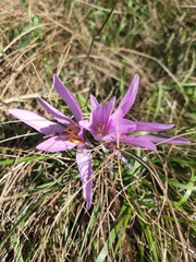 Colchicum autumnale