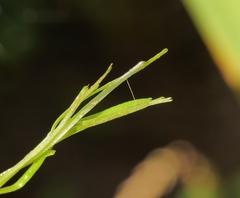 Callitriche hamulata