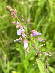 Desmodium perplexum