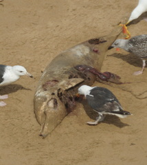Delphinidae