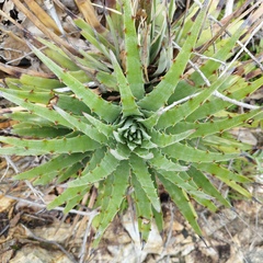 Hechtia pringlei