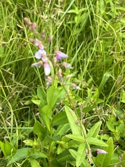 Desmodium perplexum
