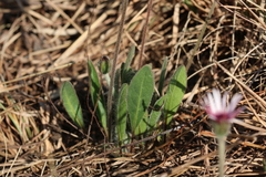Gerbera viridifolia