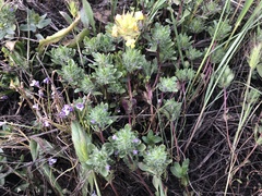 Pogogyne zizyphoroides