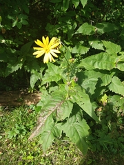 Silphium perfoliatum