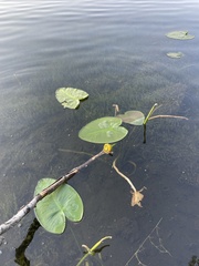 Nuphar polysepala