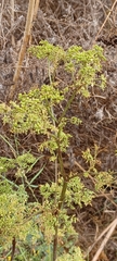 Conium maculatum