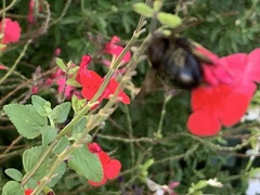 Xylocopa sonorina