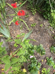 Salvia coccinea