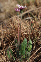 Gerbera viridifolia