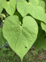 Ipomoea lacunosa