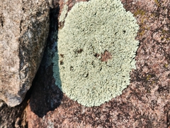 Xanthoparmelia cumberlandia