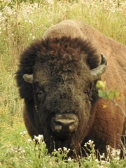 Bison bison bison