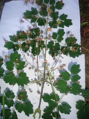 Thalictrum strigillosum
