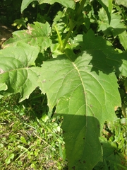 Silphium perfoliatum