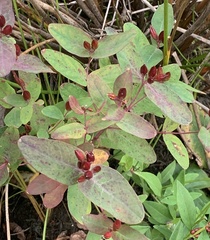 Hypericum fraseri