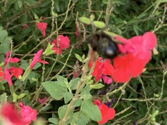 Xylocopa sonorina