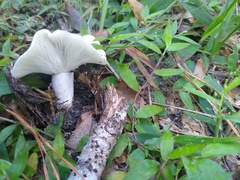 Lactifluus piperatus