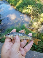 Nocomis leptocephalus