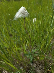 Anemonoides sylvestris