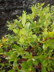 Salix pulchra