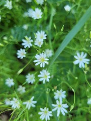 Stellaria longifolia