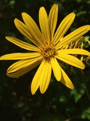 Silphium perfoliatum