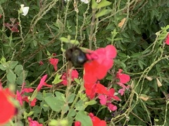 Xylocopa sonorina