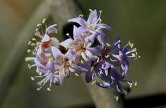 Ehretia rigida