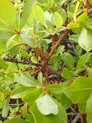 Salix pulchra