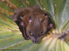 Cynopterus brachyotis