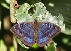 Euriphene barombina