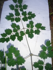 Thalictrum strigillosum