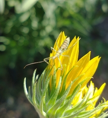 Zelus renardii