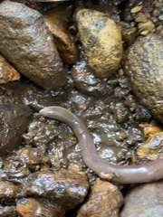 Lumbricus terrestris